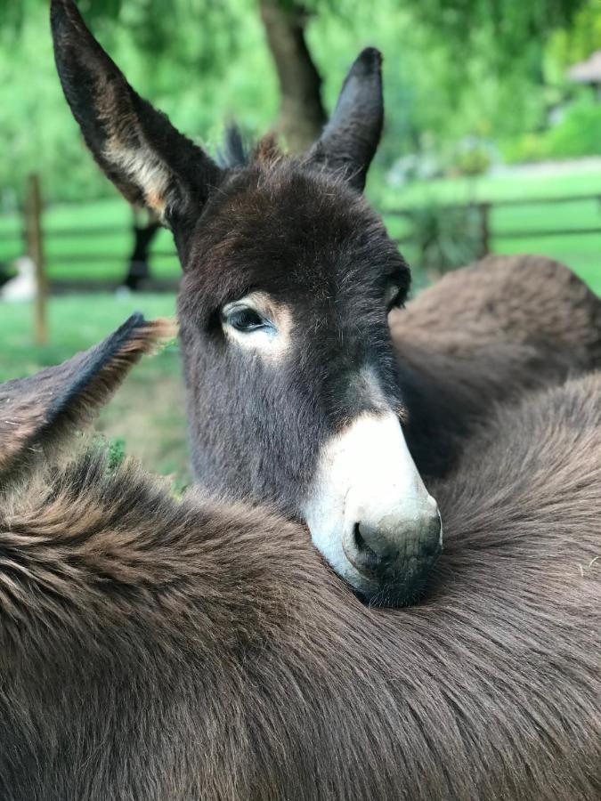 Agroturismo Anziola Villa Oiartzun Bagian luar foto